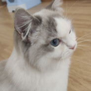 心怡小姐的修狗