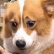 抱紧我的小鱼干