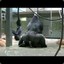 gorillas having sex