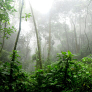 Jungle Forest