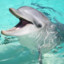 Belle Dolphin