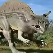 北大西洋棘背龙咪