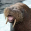 AlegitWalrus
