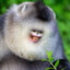 monke