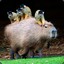 Careful Capybara