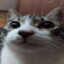 cat♿