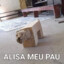 ALISA MEU PAU