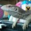 -=|monitor*lizard|=-