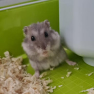 Rakika