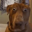 Hundpatrullen