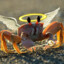 Ho-Lee Crab