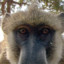 Baboon