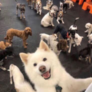 萝卜的兔兔兔子