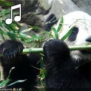 Panda Musician