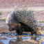 dustyporcupine