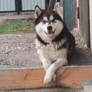 Грецкий сын шлюхи