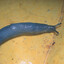 blue slug