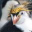 royal_penguin
