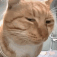 加我看河马洗澡