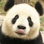 Panda skinhub.com