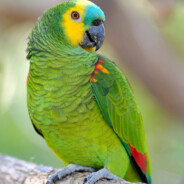 Parrot