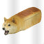 shib