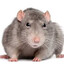 RAT AiM VALLU 1