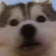 小灰什么都不知道