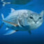 catfish