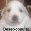 4 specials_PERRITO SEXO ϻⱮ