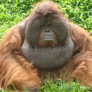 BigMonkey