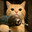 Drillcat