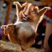 Kong Fu Hamster DK