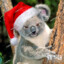 Koala in a hat