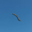 sky worm