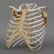 Rib Cage Collector