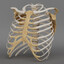 Rib Cage Collector