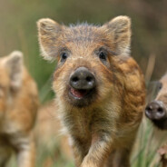 <<Дикий Кабанчик>>