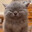 CooperBestKitty