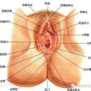 波塞克用小帮手来滋崩