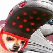 Bellu the chihuahua