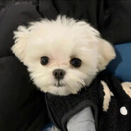 肥嘟嘟左卫门12138