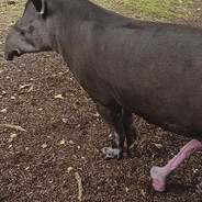 Mr tabior long legs shit gangsta