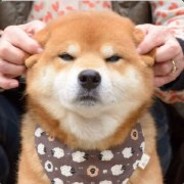 小狗狗-甜甜的微笑