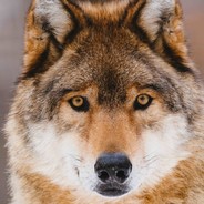 varg - steam id 76561198432649048