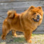 Andris