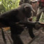 Monkey with banana gun