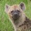 bloodhyena