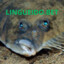 LINGUEIDO.BET