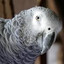 paco